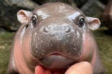 HIPPO是什麽? 爲什麽這個迷因幣越來越受歡迎?