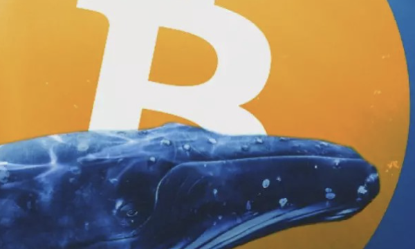 What is Whale and how to see Whales in crypto
