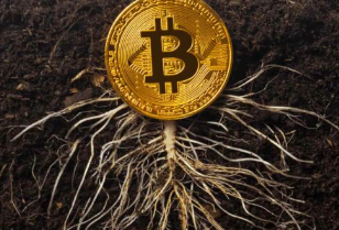 Taproot Meaning In Crypto: Bitcoin Taproot Upgrade